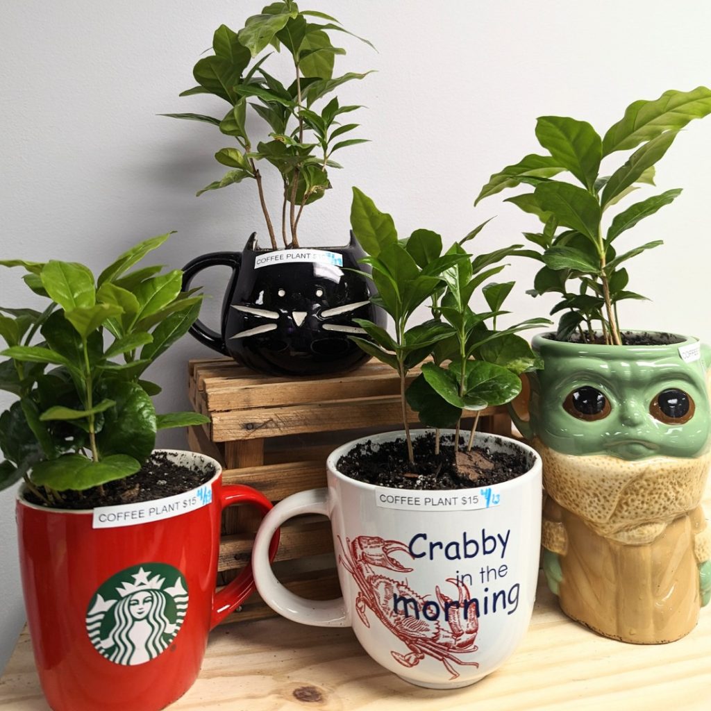 https://downtownbellefontaine.com/content/wp/uploads/2023/04/plantmugs-1024x1024.jpg