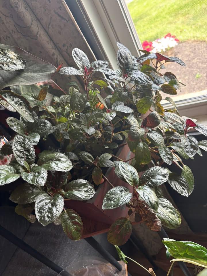 native plant swap