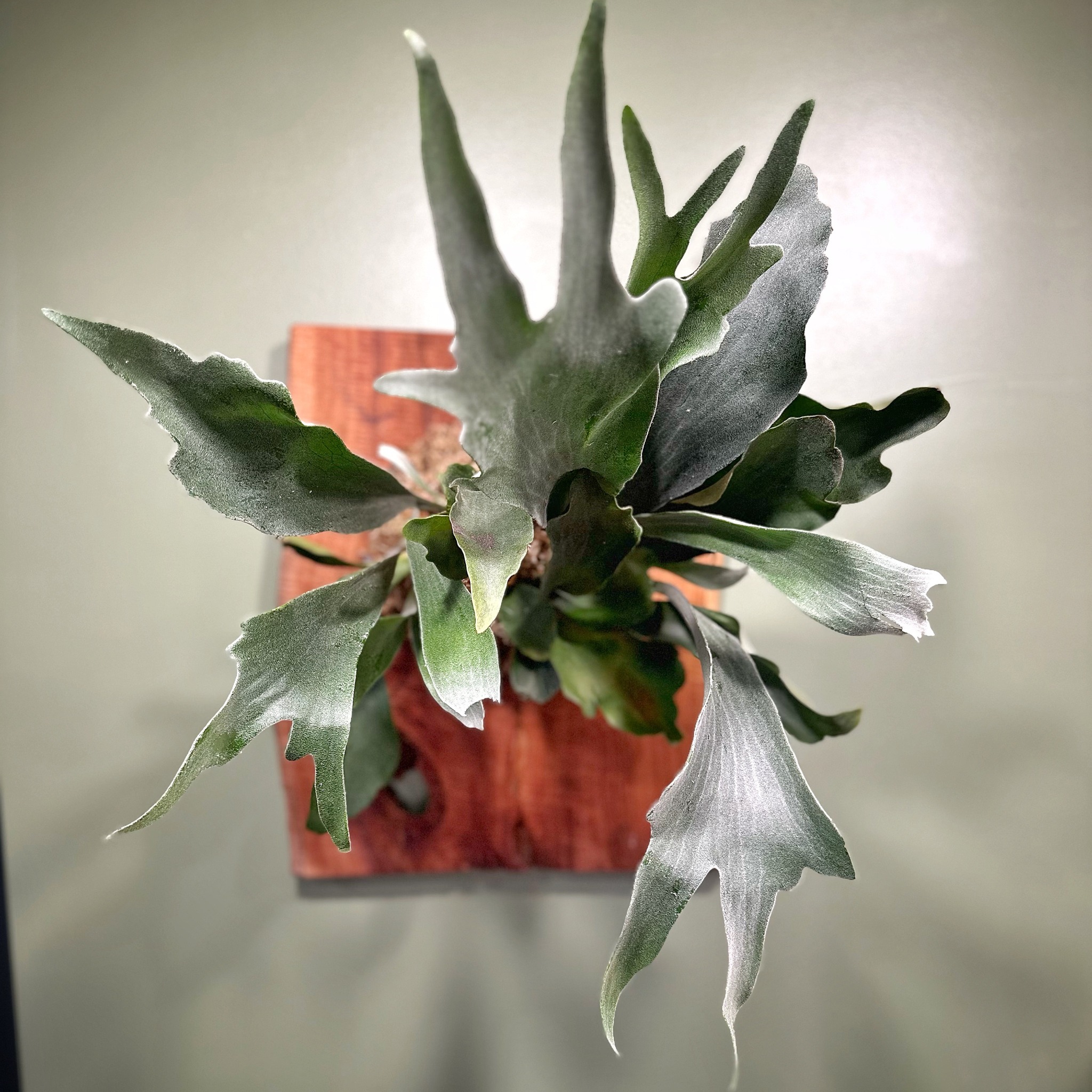 Staghorn Fern Mounting Workshop